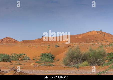 Wüste bei Sonnenaufgang bringt Fett verbrannt orange farbigem Sand und hob die Flora und Fauna nach einem Sturm auf den Sanddünen. Stockfoto