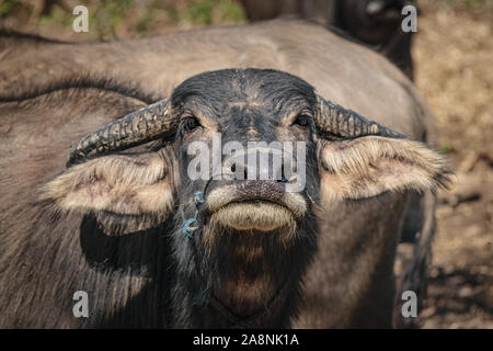 Wasserbüffel, Myanmar Stockfoto
