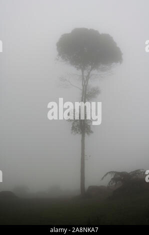 Einsamer Baum in der Mitte des Nebels, im Naturpark Chicaque, in der kolumbianischen Anden Stockfoto