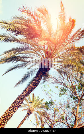 Palmen vor blauem Himmel, Palmen in der tropischen Küste, Vintage getönten und stilisiert, Kokospalme, Sommer Baum, Ferienhäuser Travel Concept Stockfoto