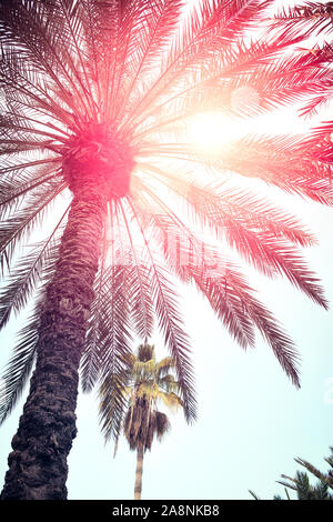 Palmen vor blauem Himmel, Palmen in der tropischen Küste, Vintage getönten und stilisiert, Kokospalme, Sommer Baum, Ferienhäuser Travel Concept Stockfoto
