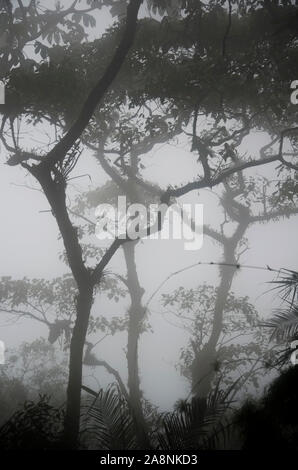 Bäume in der Mitte des Nebels, Stämme, Äste und Blätter in dunklen Tönen gegen das Weiß der Nebel, in den nebligen Wald von Chicaque natürliche p Stockfoto