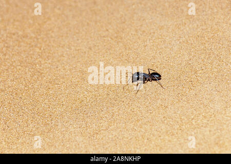 Giant Ant (camponotus Xerxes), wird eine schwarze Nacht Geschöpf, entlang der Dünen in den Vereinigten Arabischen Emiraten in der Nacht. Stockfoto