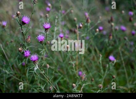 Disteln. Foots Cray Wiesen, Foots Cray, Nr Sidcup, Kent GROSSBRITANNIEN Stockfoto