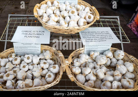 Eine Anzeige der Knoblauchzehen auf Verkauf im November für die Aussaat im Herbst dieses Jahres bei einem monatlichen Bauernmarkt in Saltburn am Meer North Yorkshire Stockfoto