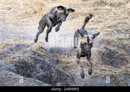 Schlamm bedeckt Afrika Wild alias malte Hunde, von Wasserloch, Nanzhila Plains, Kafue National Park, Sambia, Afrika Stockfoto