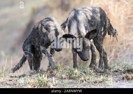 Schlamm bedeckt Afrika Wild alias malte Hunde, von Wasserloch, Nanzhila Plains, Kafue National Park, Sambia, Afrika Stockfoto