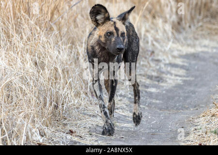 Afrika Wild alias malte Hunde, Nanzhila Plains, Kafue National Park, Sambia, Afrika Stockfoto