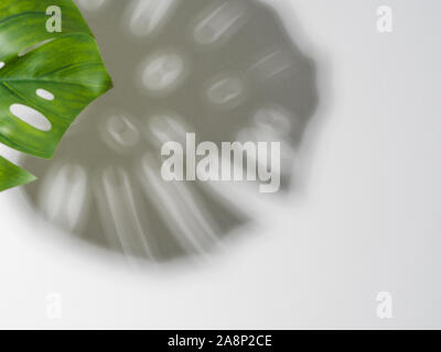 Monstera Blatt auf grauem Stein Hintergrund. Tropische Pflanze monsterawith Schatten auf grya Wand Hintergrund. Kopieren Sie Platz für Text. Kreative Gestaltung monstera Blätter verzieren für Zusammensetzung Design, Tapeten Stockfoto