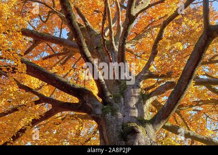 Imposante Buche in herbstlichen Farben Stockfoto