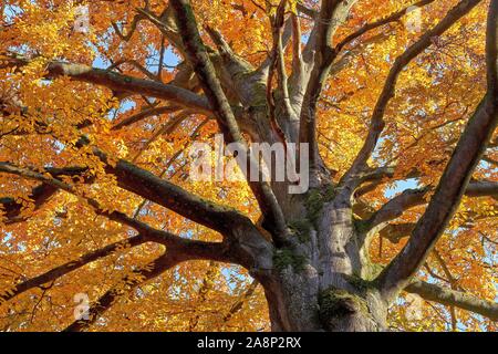 Imposing beech tree in autumnal colors Stockfoto