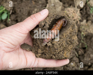 Puppe von Agrius convolvuli, convolvulus Hawk-moth in unterirdischen Zelle. Mit der Hand. Stockfoto