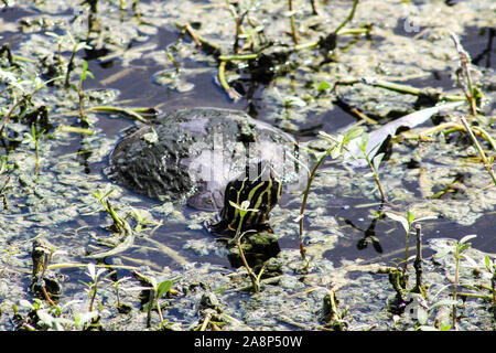 Suwannee cooter Turtle peaking aus Marsh Stockfoto