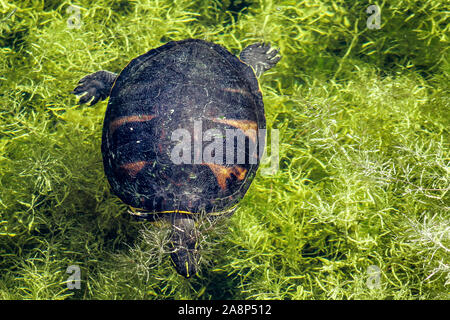 Suwannee cooter Turtle peaking aus Marsh Stockfoto