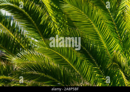 Detail von Palm Blätter an einem Baum in Peniche Portugal Estremadura Stockfoto