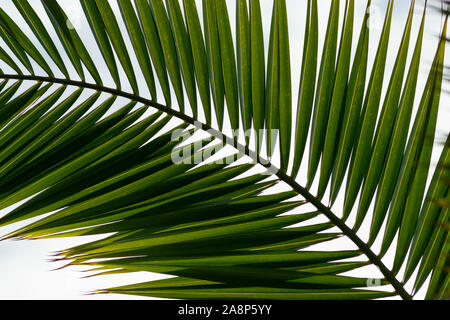 Detail von Palm Blätter an einem Baum in Peniche Portugal Estremadura Stockfoto