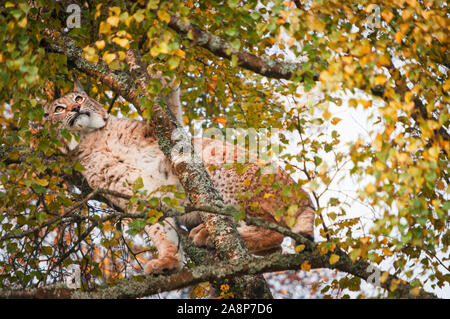 Eine Landschaft Bild einer Europäischen Luchs Lynx lynx, in den Baumkronen in der Highland Wildlife Park Kincraig, Schottland. 30. Oktober 2019 Stockfoto