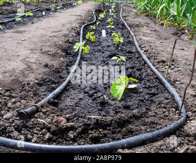 Schläuche auf dem Boden Tropfbewässerung im Garten gelegt Stockfoto