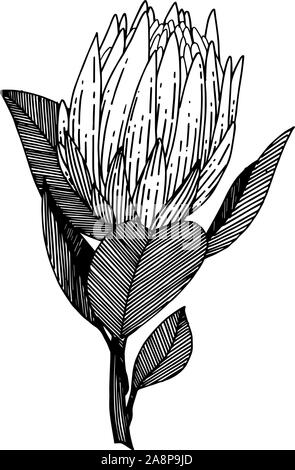 Vektor exotischen tropischen hawaiischen Sommerblume. Schwarz und weiß eingraviert Tinte Art isoliert Blüten Illustration Element. Stock Vektor