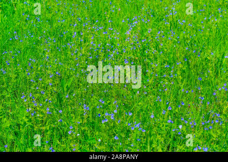 Blau Butterblumen blühen im Gras im Frühling Stockfoto