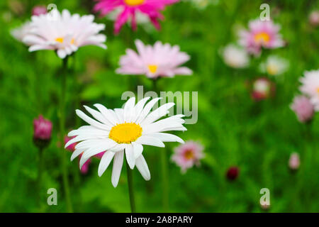 Mehrfarbige gänseblümchen Blume auf dem Feld Stockfoto