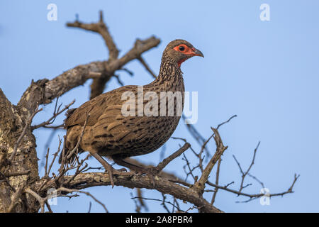 Swainson's Spurfowl (Pternistis swainsonii) Anzeigen im toten Baum im Krüger Nationalpark, Südafrika Stockfoto