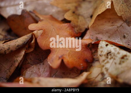 Herbstliches Eichenlaub im Herbst Wald. Natürliche Hintergrund. Stockfoto