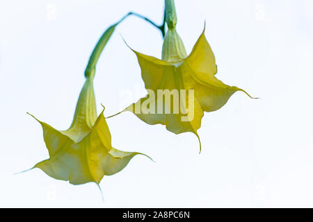 Nahaufnahme von zwei isolierten Gelben Engel Trompete Blumen (Brugmansia) auf weißem Hintergrund Stockfoto