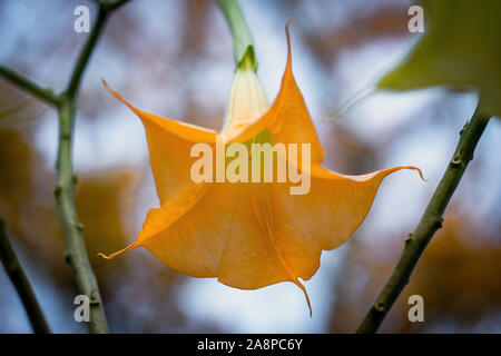 Nahaufnahme von einem Gelben Engel Trompete Blume (Brugmansia) an einem sonnigen Tag mit einem hellen bokeh Hintergrund Stockfoto