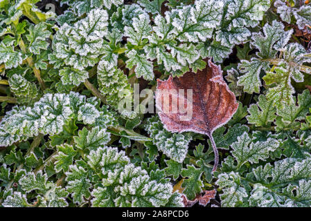 Gefallenen Hänge-birke (Betula pendula) Blatt auf dem Waldboden unter den grünen Blättern im Hoar Frost-/Raureif im Herbst/Herbst abgedeckt Stockfoto