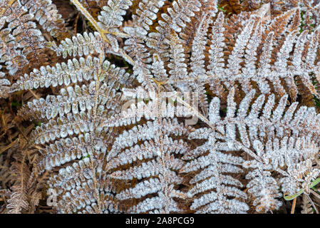 Wedel der gemeinsamen Bracken/eagle Farn (Pteridium aquilinum) im Raureif/Rauhreif im Herbst/Herbst abgedeckt Stockfoto