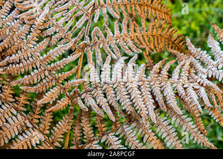 Wedel der gemeinsamen Bracken/eagle Farn (Pteridium aquilinum) im Raureif/Rauhreif im Herbst/Herbst abgedeckt Stockfoto