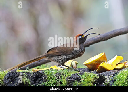 Braun (Sicklebill bloodi Epimachus Meyeri) juvenile Fütterung auf Vogel Tabelle Kumul Lodge, Mount Hagen, Papua-Neuguinea Juli Stockfoto