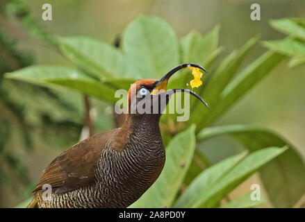 Braun (Sicklebill bloodi Epimachus Meyeri) Nahaufnahme von Jugendlichen Fütterung auf Vogel Tabelle im Regen Kumul Lodge, Mount Hagen, Papua-Neuguinea Stockfoto