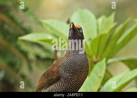 Braun (Sicklebill bloodi Epimachus Meyeri) Nahaufnahme von Jugendlichen Fütterung auf Vogel Tabelle im Regen Kumul Lodge, Mount Hagen, Papua-Neuguinea Stockfoto