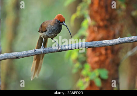 Braun (Sicklebill bloodi Epimachus Meyeri) juvenile thront auf Zweig Kumul Lodge, Mount Hagen, Papua-Neuguinea Juli Stockfoto