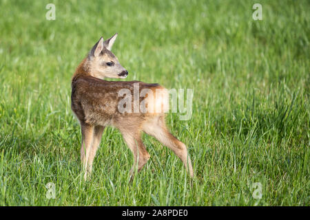 Junge Wilde Rehe in Rasen, Capreolus Capreolus. Neu geboren Rehe, wilde Feder Natur. Stockfoto