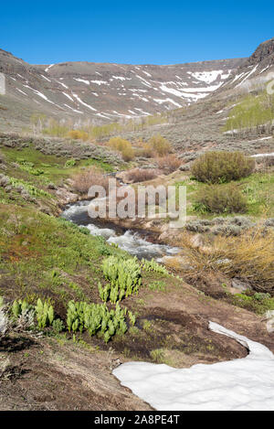 Wenig Blitzen Schlucht im späten Frühjahr, Steens Mountain, Oregon., Steens Mountain, Oregon. Stockfoto