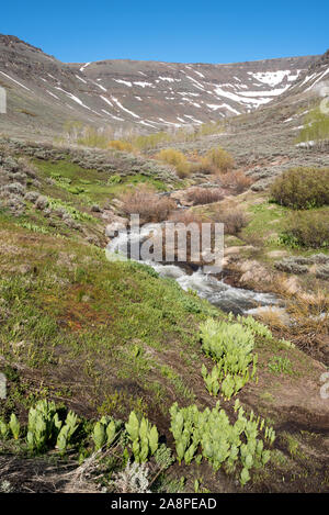 Wenig Blitzen Schlucht im späten Frühjahr, Steens Mountain, Oregon., Steens Mountain, Oregon. Stockfoto