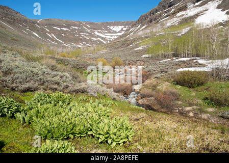 Wenig Blitzen Schlucht im späten Frühjahr, Steens Mountain, Oregon., Steens Mountain, Oregon. Stockfoto