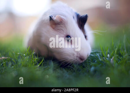 Weiße und braune Farben Meerschweinchen auf dem grünen Rasen im Garten. Stockfoto