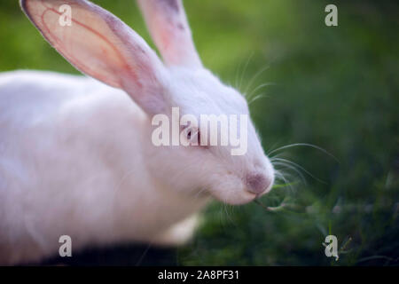 Dekorative weiße Kaninchen sitzt auf dem grünen Gras im Garten Stockfoto