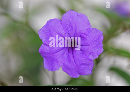 Mexikanische Petunia, transparent Lila Blume, aus der Nähe. Stockfoto