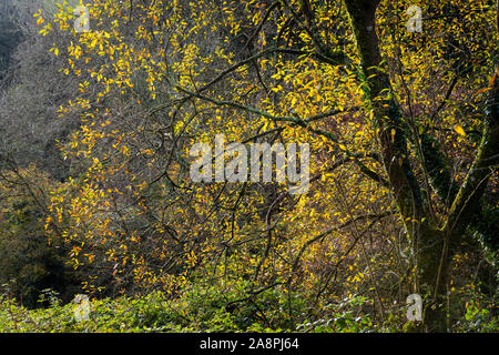 Hell leuchtende gelbe Blätter im Herbst vor einem dunklen Hintergrund. Stockfoto