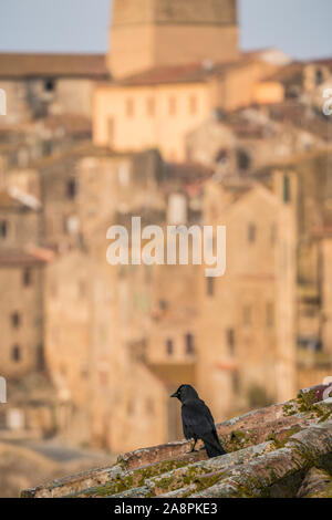 Dohle auf dem Dach mit Dorf Pitigliano im Hintergrund, Toskana, Italien, Europa. Stockfoto