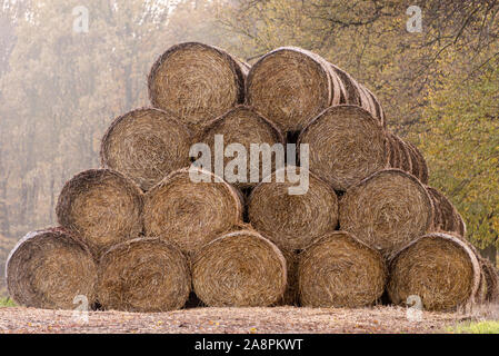 Der Stapel von Strohballen warten in einer Farm verwendet werden. Runde Strohballen auf einem Feld in einer Pyramide gestapelt. Die Bäume im Hintergrund. [D] Stockfoto