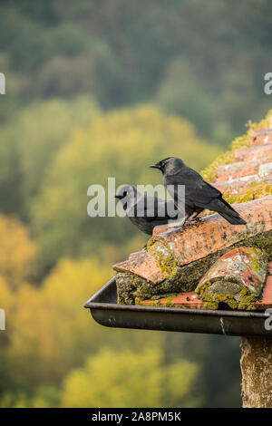 Dohle auf dem Dach mit Dorf Pitigliano im Hintergrund, Toskana, Italien, Europa. Stockfoto