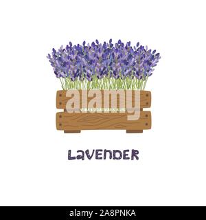 Duft von Lavendel in einem hölzernen Pflanzmaschine. Vector Illustration. Stock Vektor