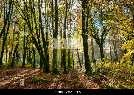 Sonne scheint durch Bäume in einem Wald im Herbst. Dieses Bild wurde in den Wäldern im Norden westlich von Schottland genommen Stockfoto
