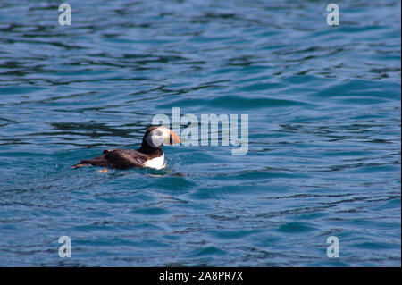 Puffin schwimmen auf der Wasseroberfläche in South Wales. Stockfoto